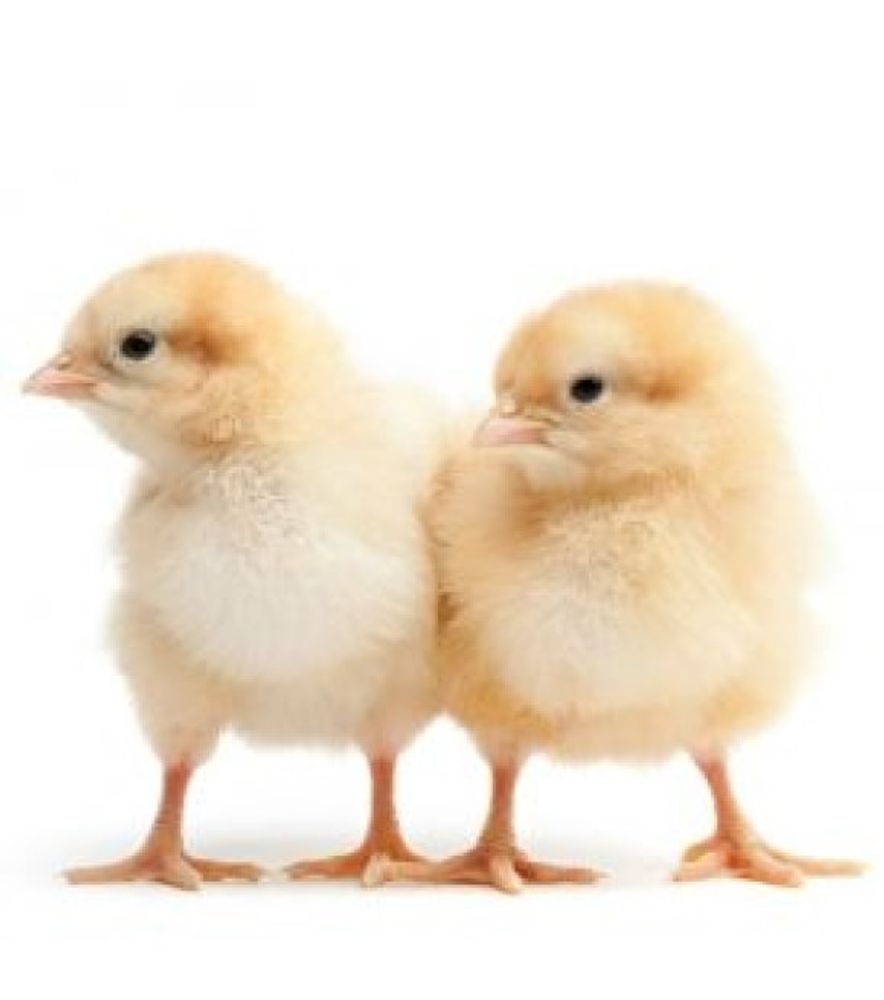 ISA Brown Pullet