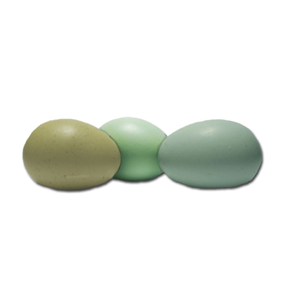 Easter Egger Straight Run