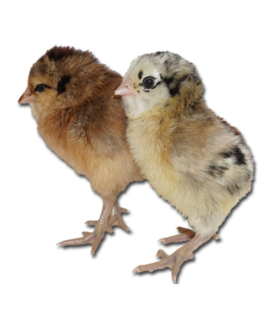 Easter Egger Straight Run