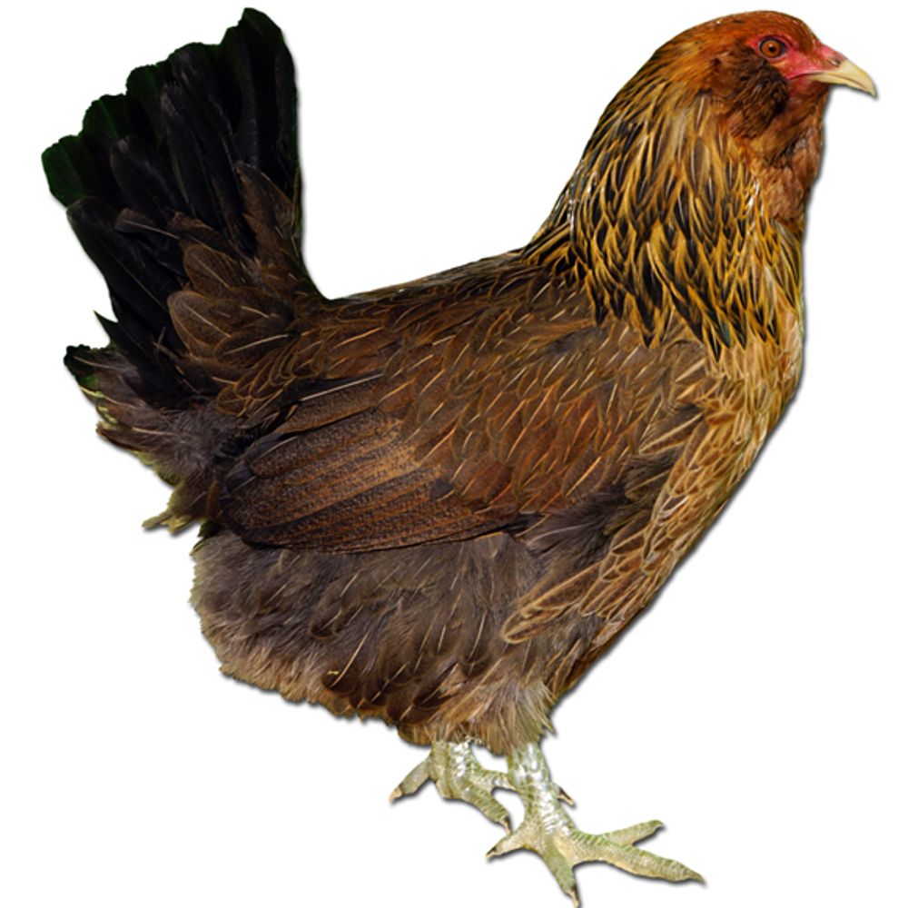 Easter Egger Straight Run
