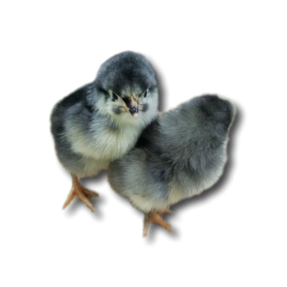 Blue Star Pullet