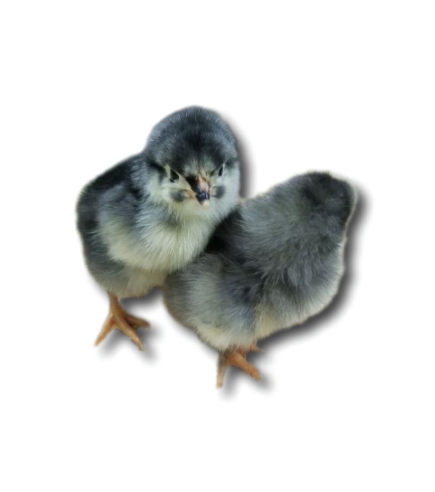 Blue Star Pullet