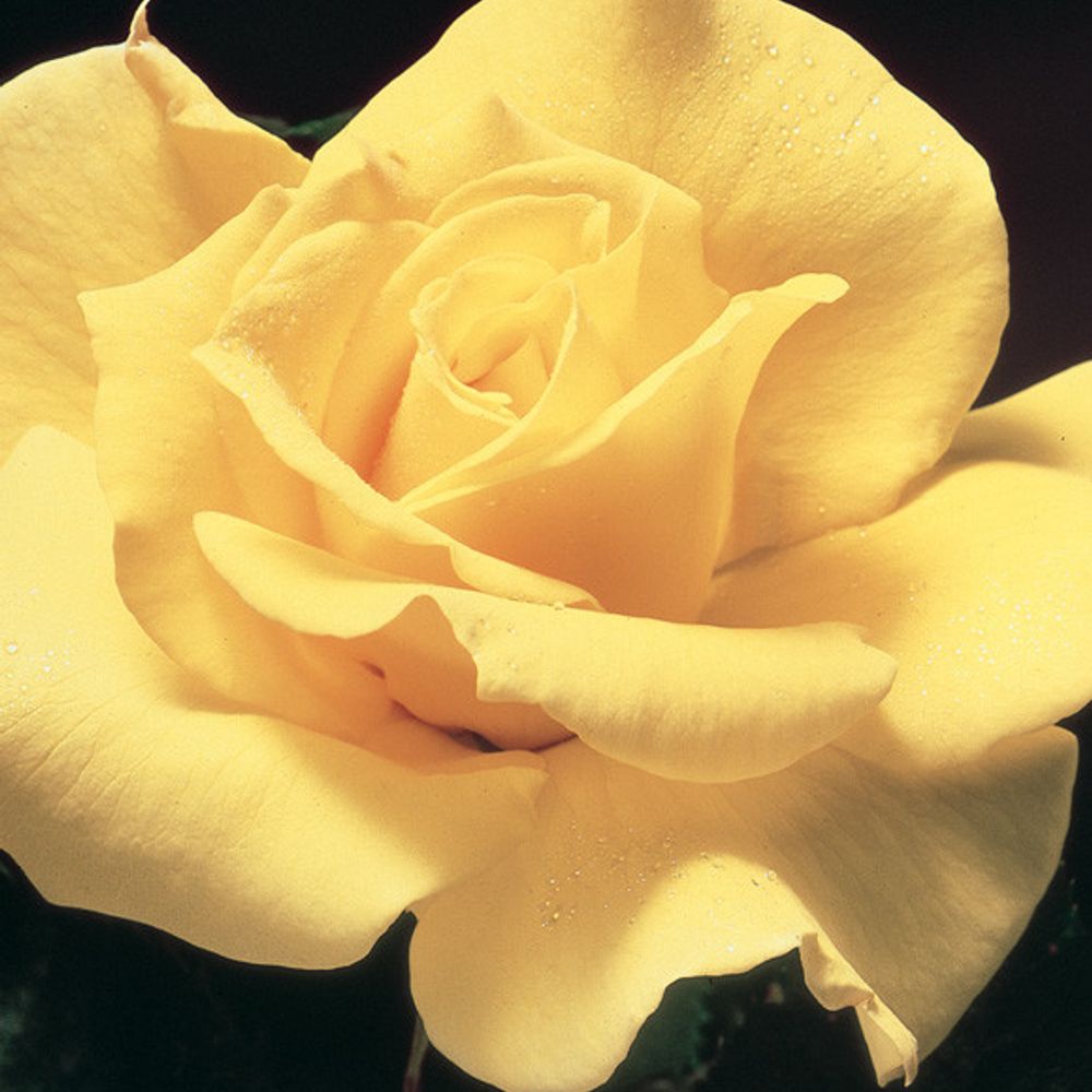 3gal Potted Rose Plant, Midas Touch