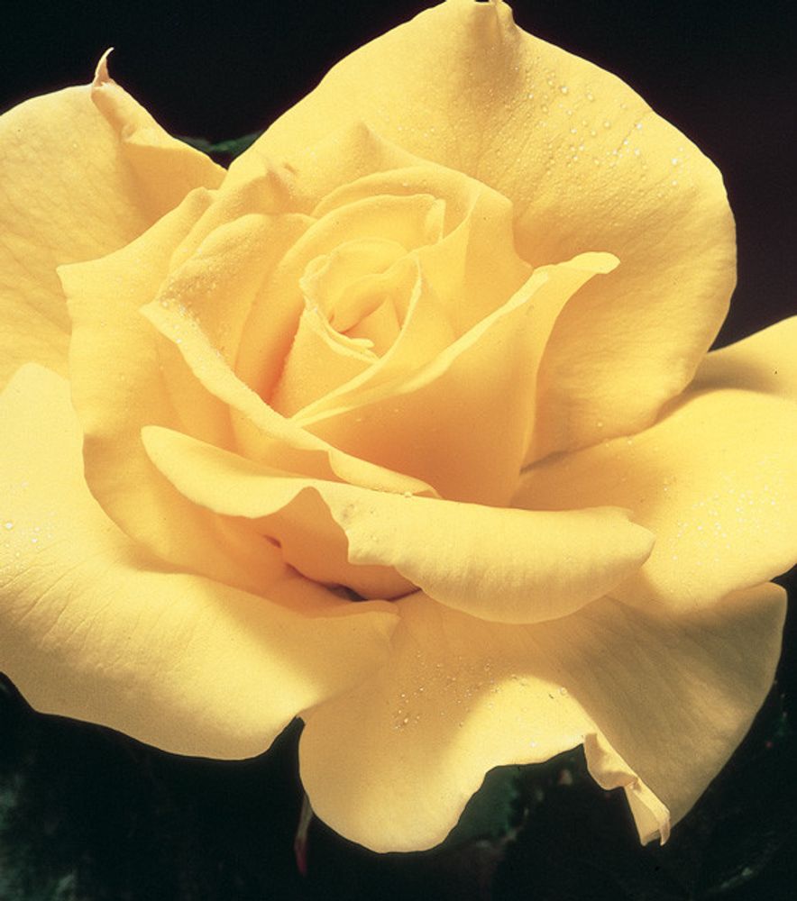 3gal Potted Rose Plant, Midas Touch