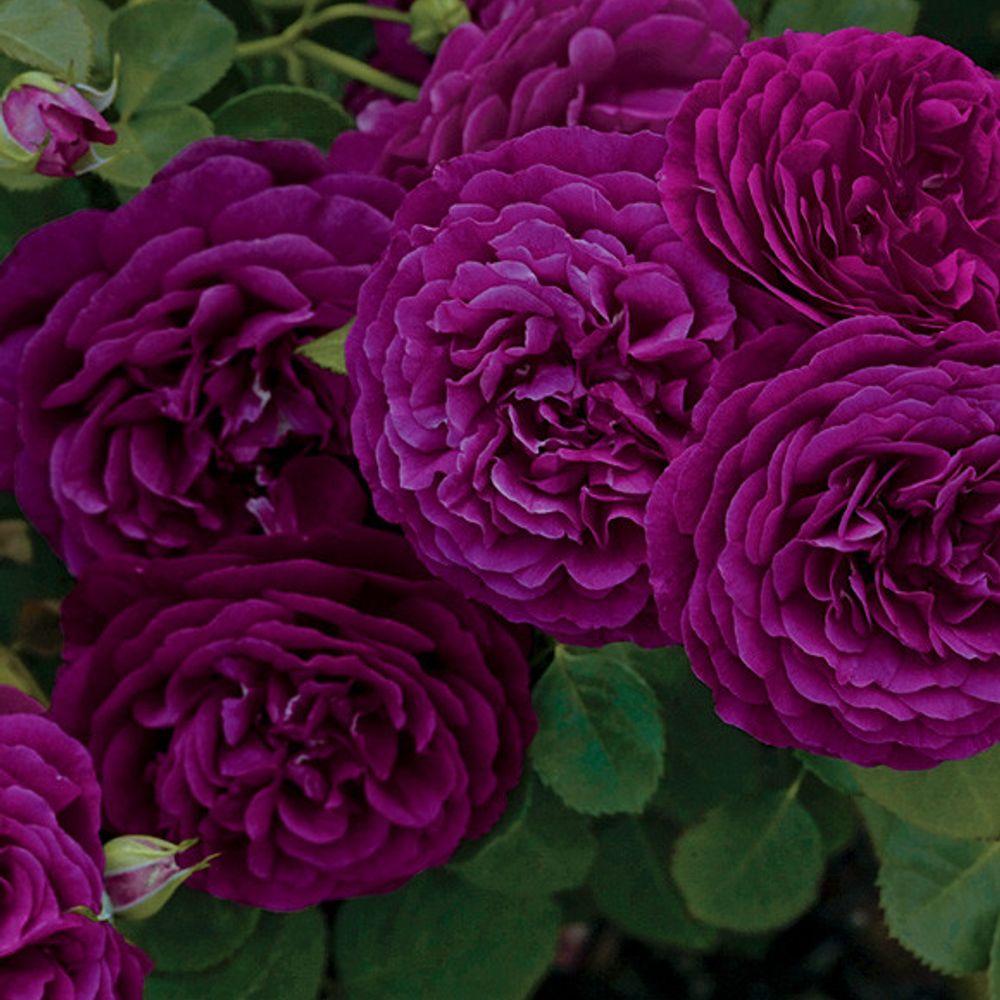 3gal Potted Rose Plant, Twilight Zone