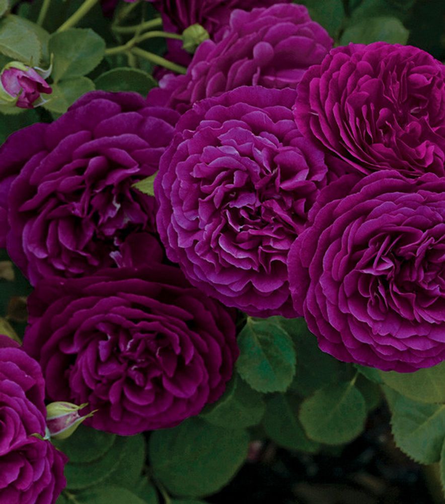 3gal Potted Rose Plant, Twilight Zone