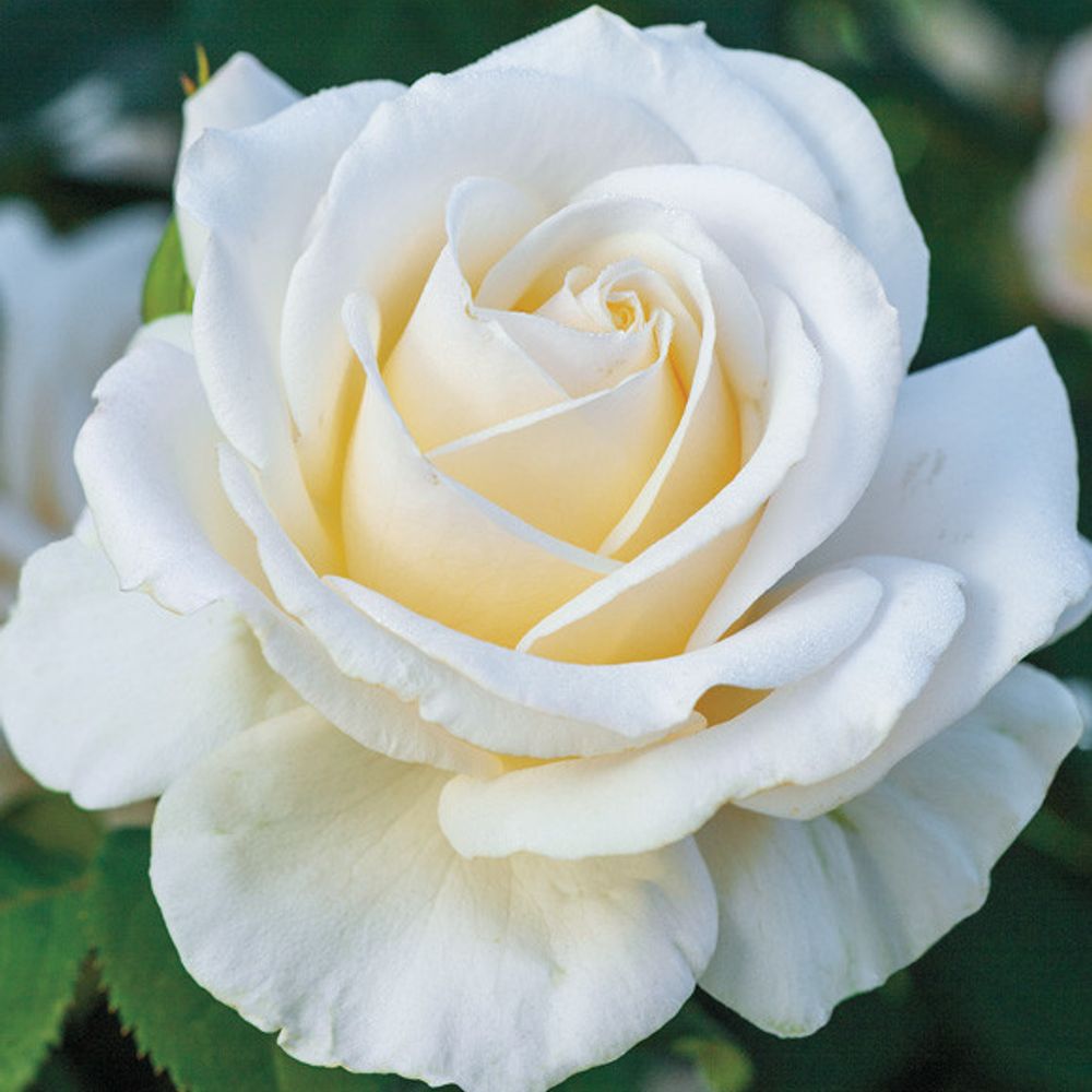 3gal Potted Rose Plant, Easy Spirit
