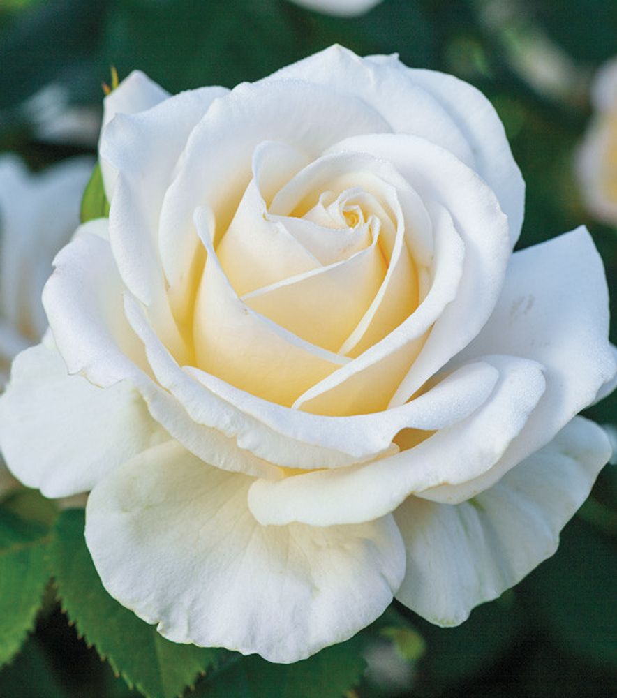 3gal Potted Rose Plant, Easy Spirit
