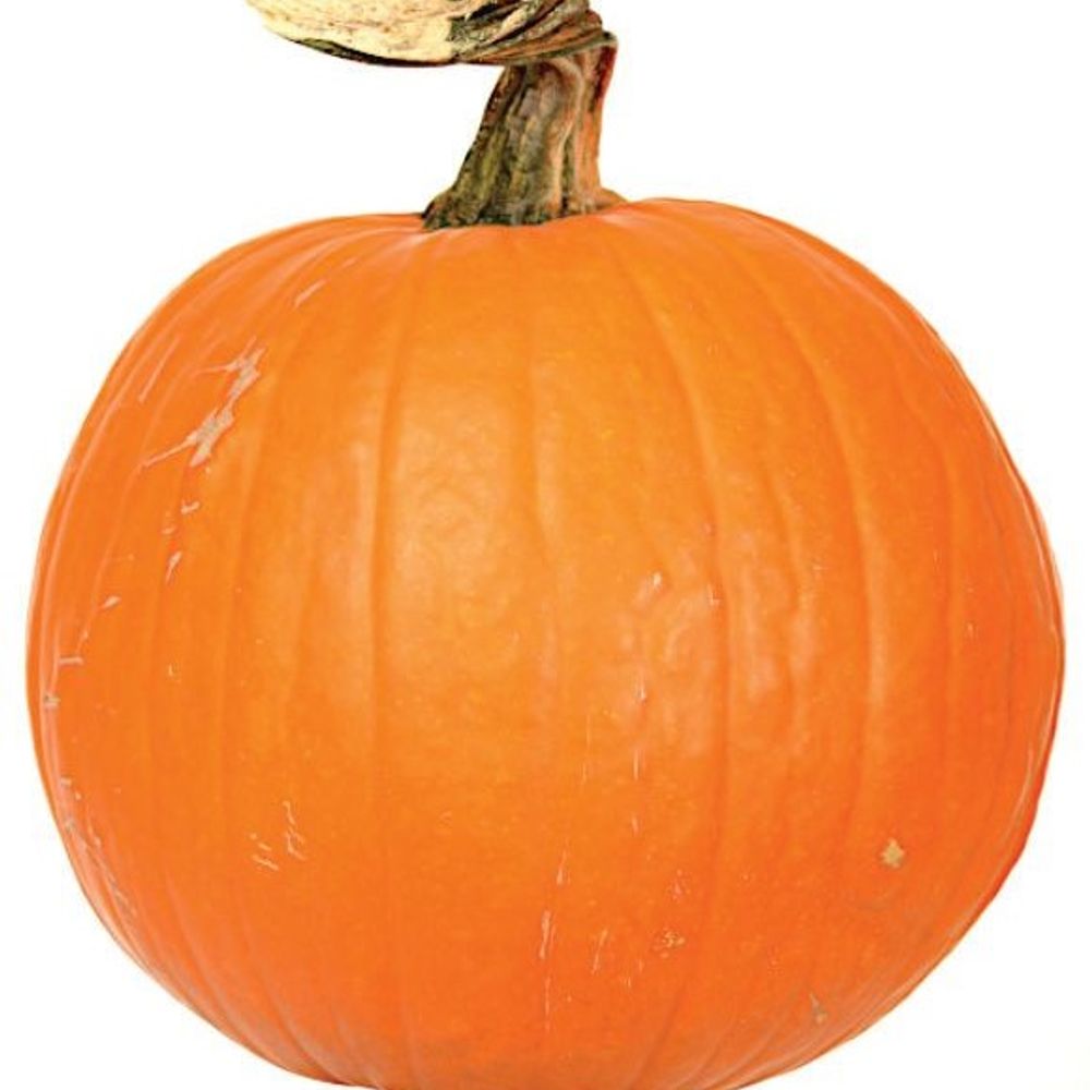 Medium Carving Pumpkin Average, 18 lb