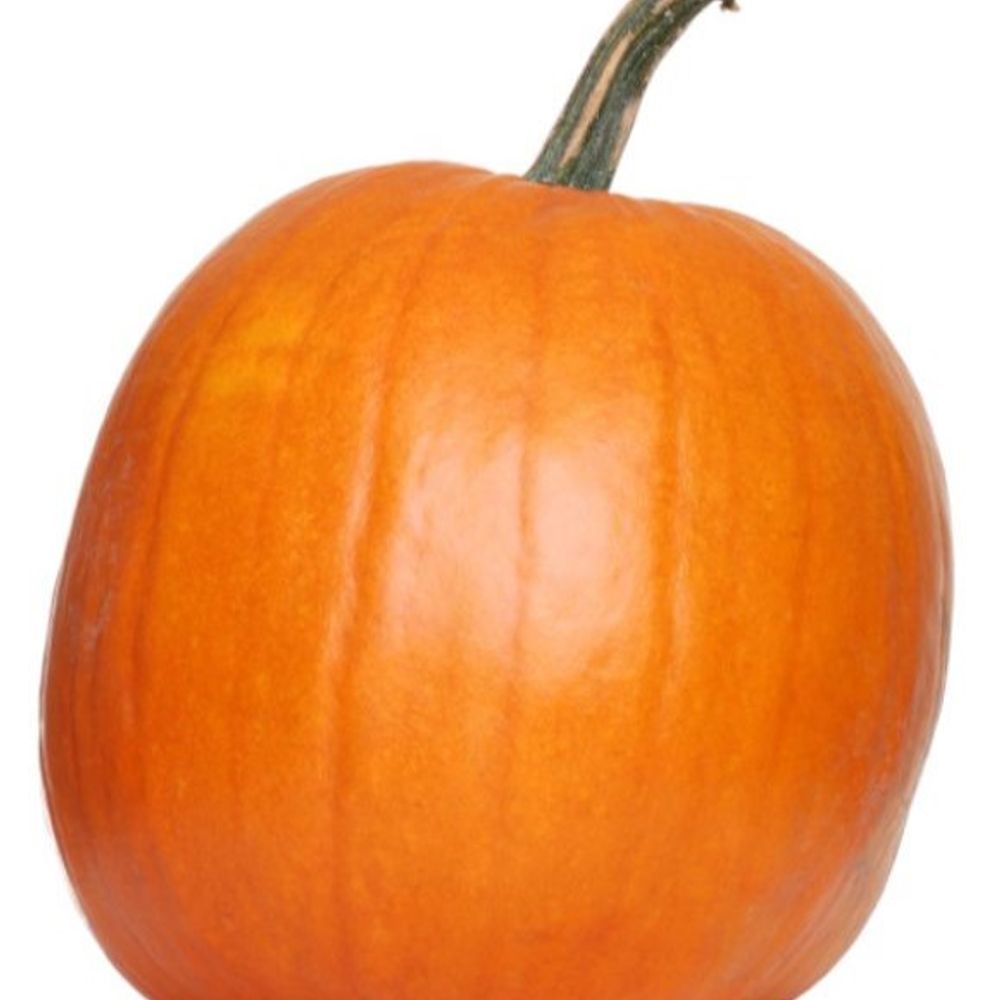 Large Carving Pumpkin Average, 28 lb