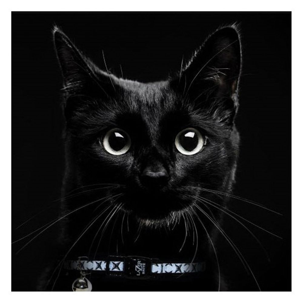 Coastal Pet Products Lazer Brite 8 to 12 in Adjustable Breakaway Collar -Purple Pattern