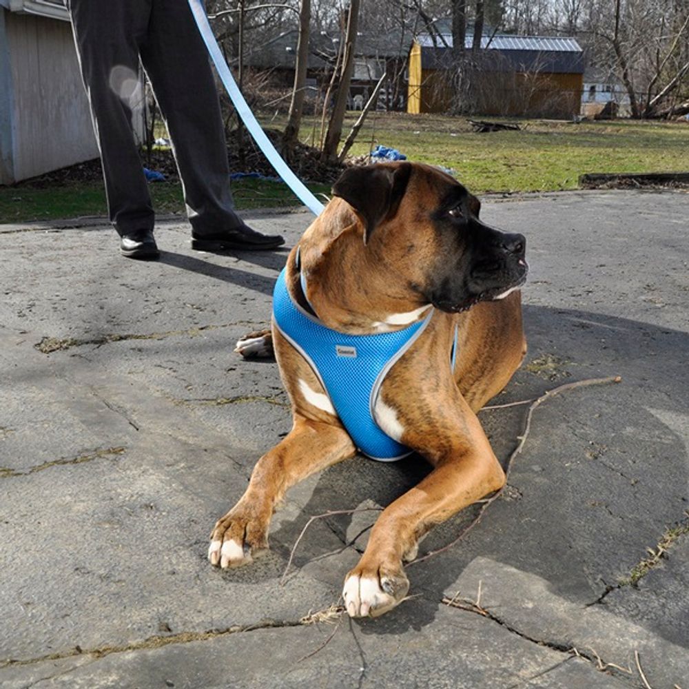 Coastal Pet Products Comfort Soft XS Dog Harness - Blue Lagoon