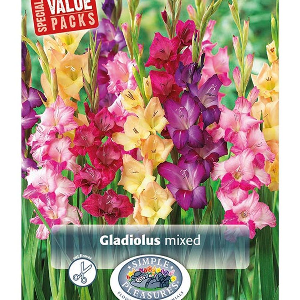 Gladiolus Giant Mixed