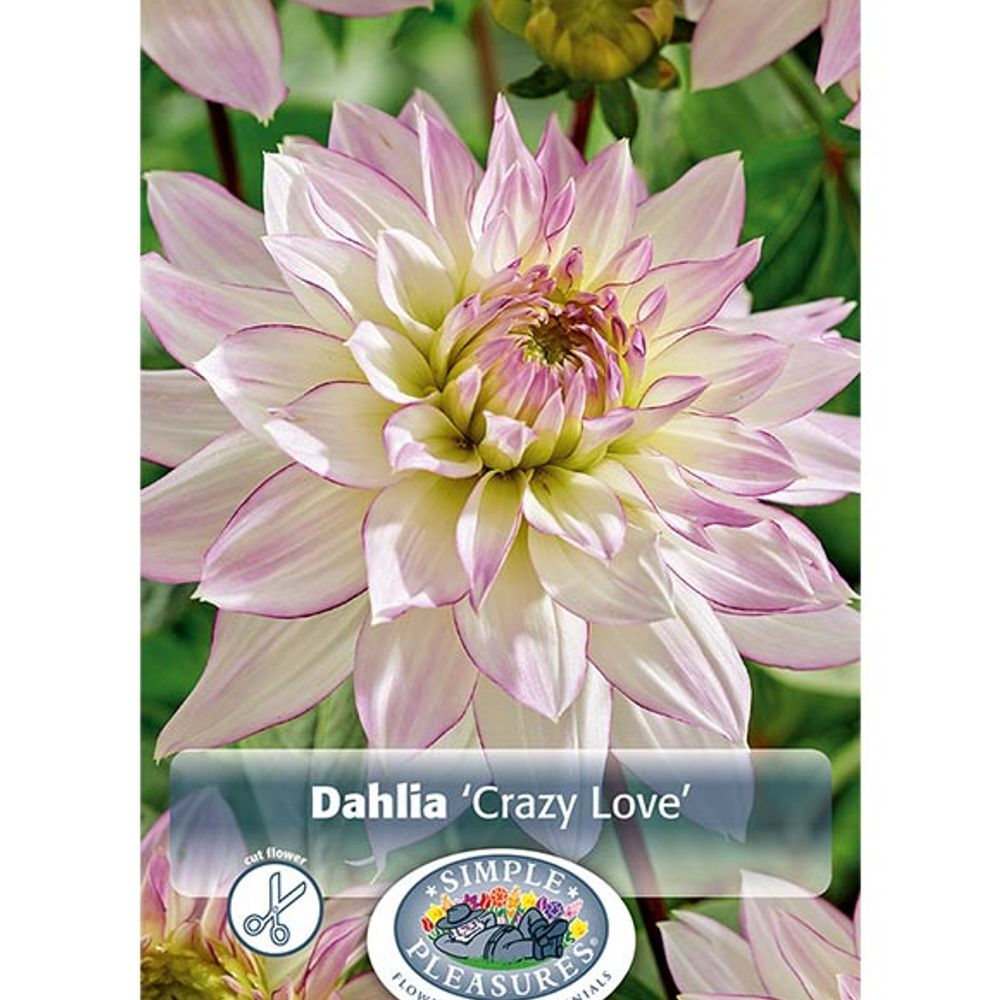 Dahlia Crazy Love