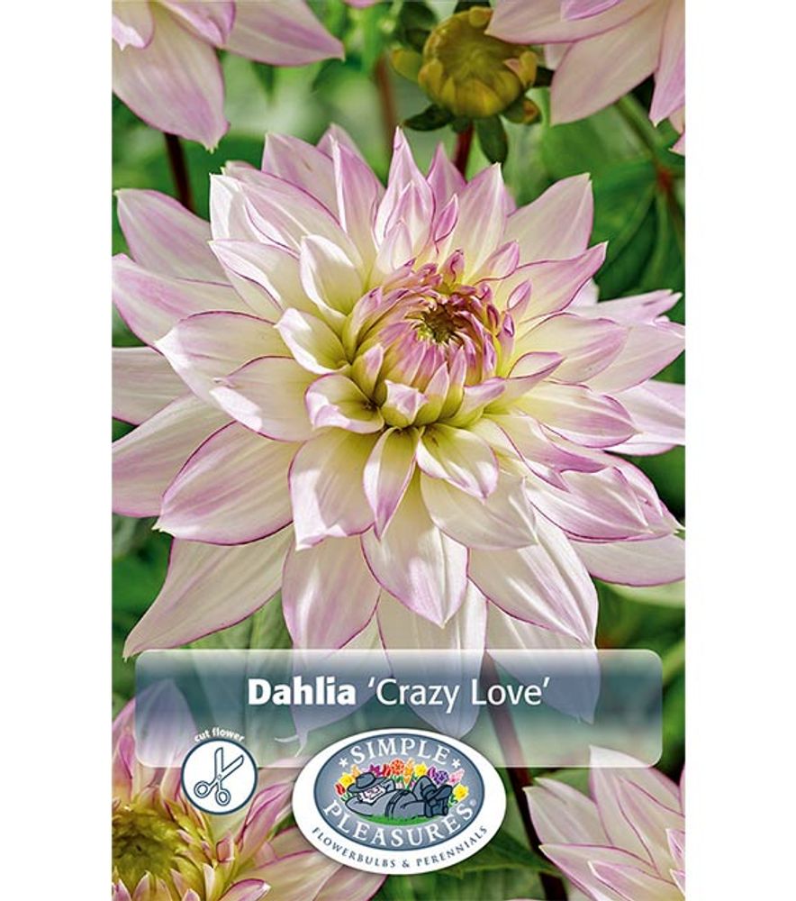 Dahlia Crazy Love