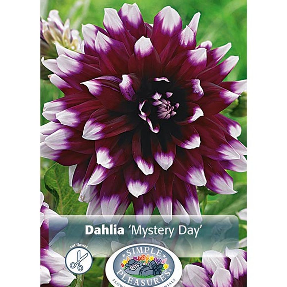 Dahlia Mystery Day