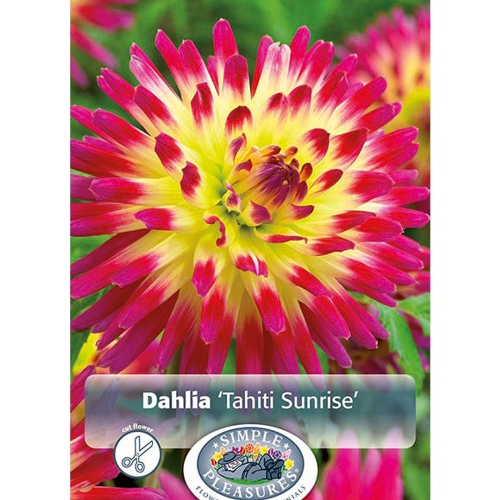 Dahlia Tequila Sunrise