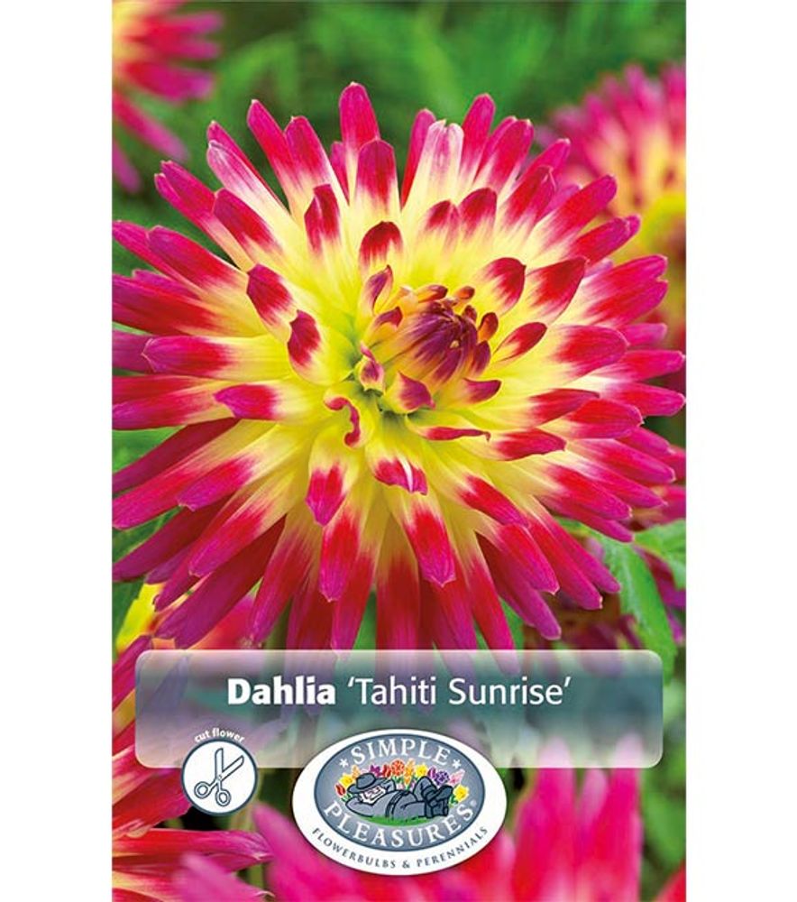 Dahlia Tequila Sunrise