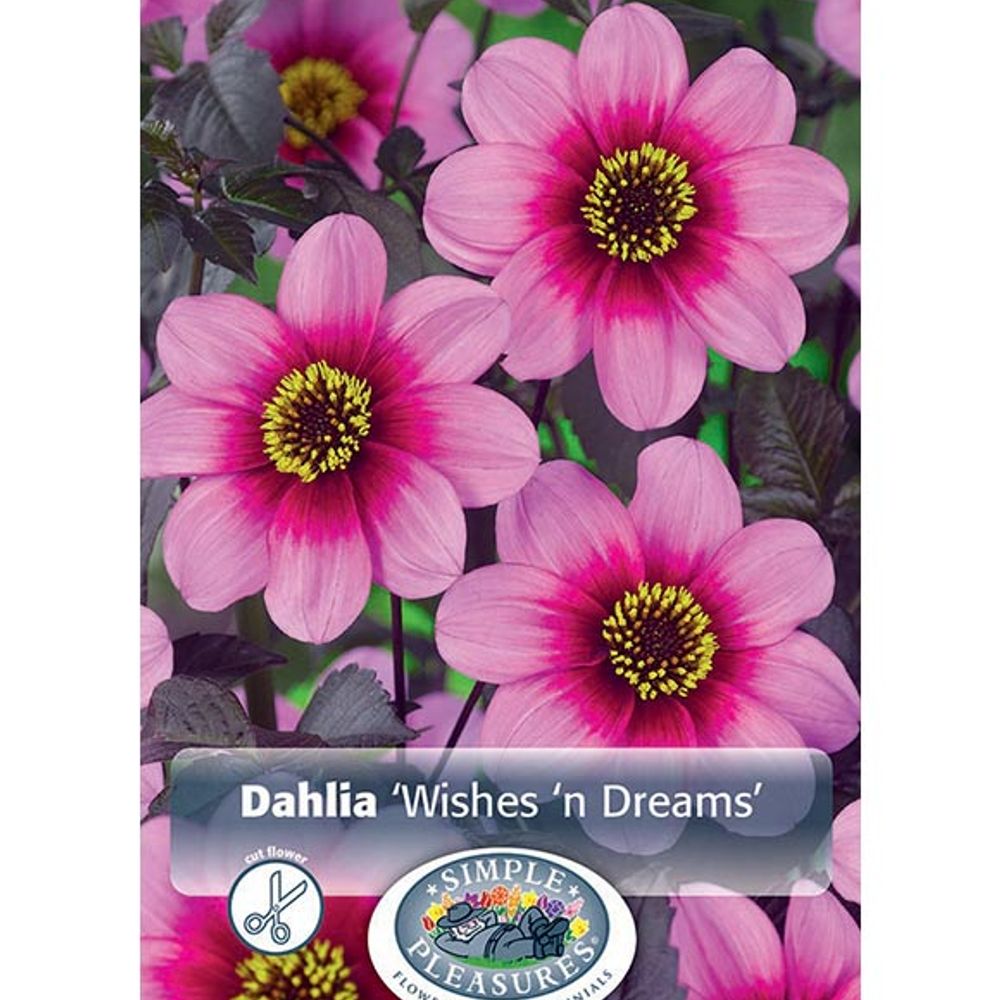 Dahlia Wishes 'n Dreams