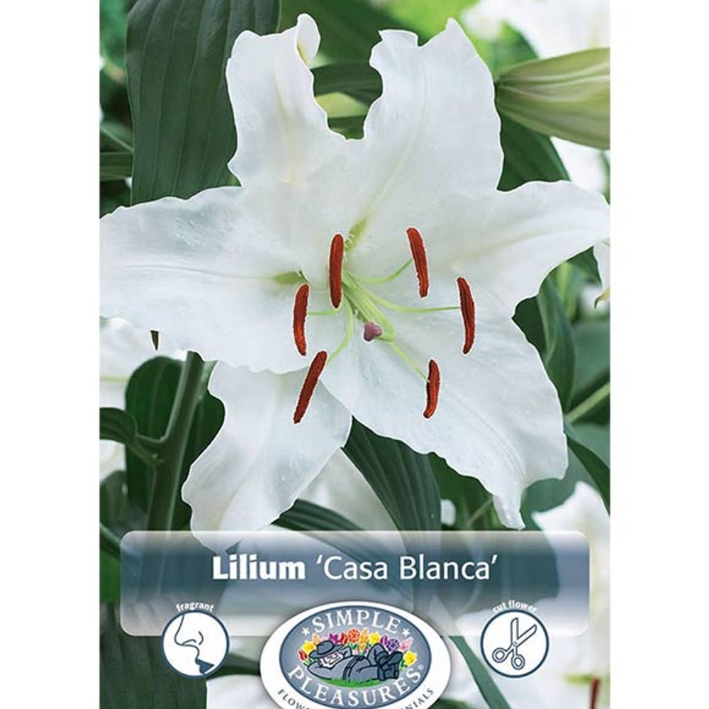 Lily Casa Blanca