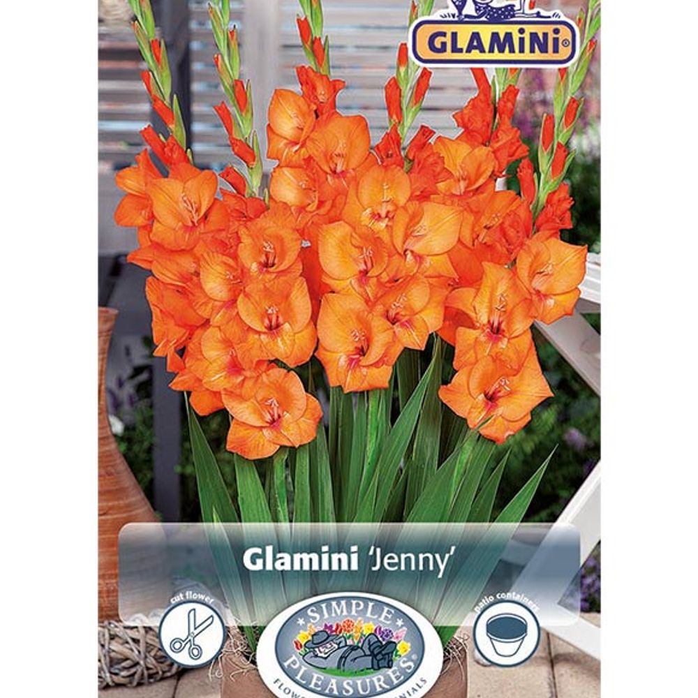 Gladiolus Jenny