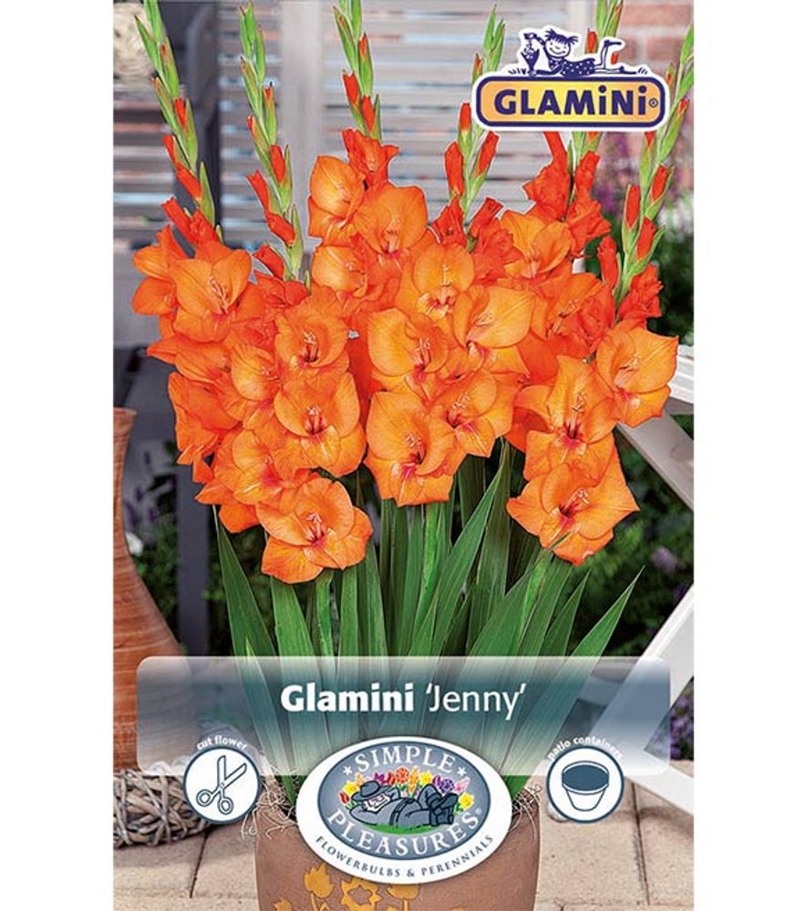 Gladiolus Jenny