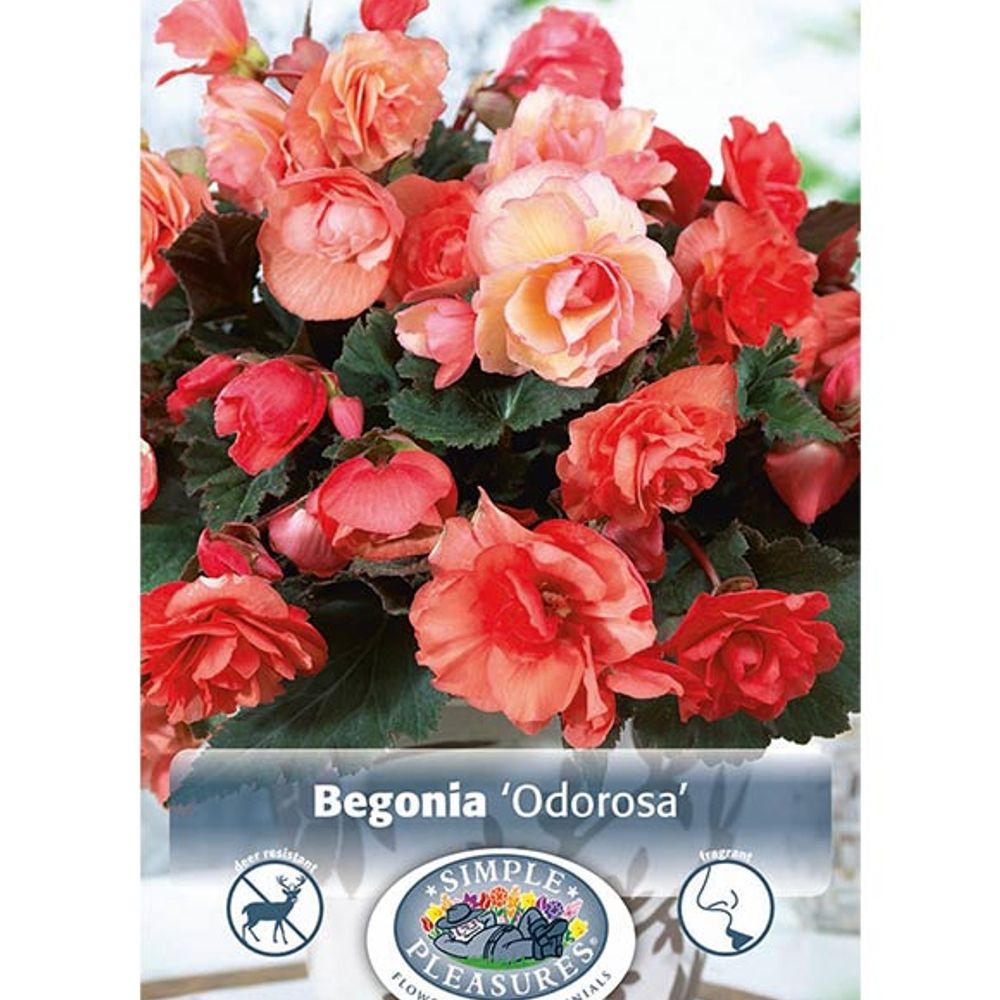 Begonia Fragrant Odorosa