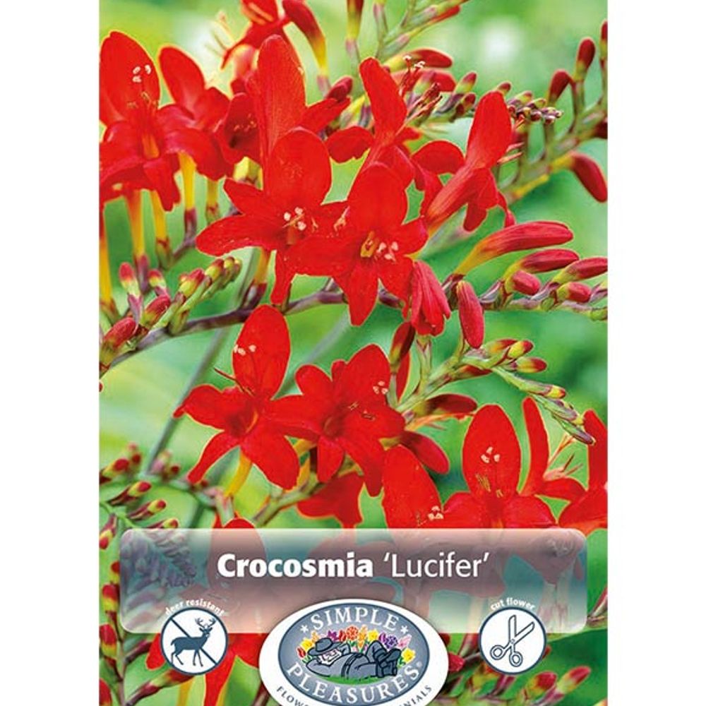 Crocosmia Lucifer