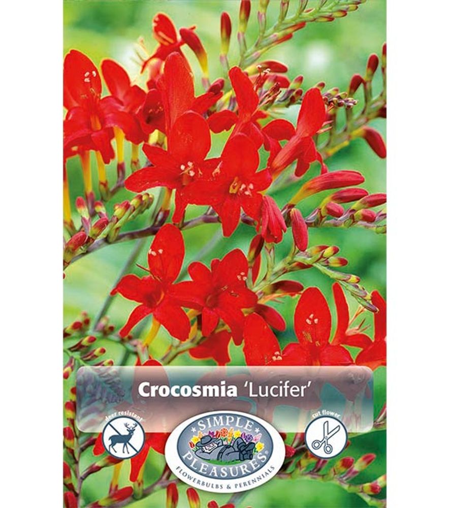 Crocosmia Lucifer