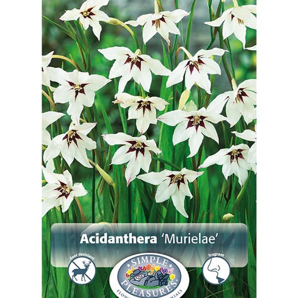 Gladiolus Murielae 