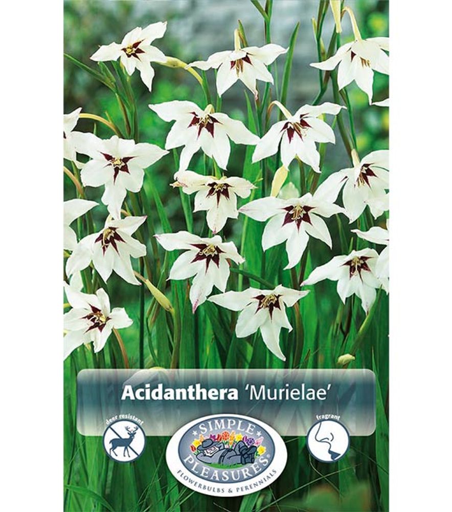 Gladiolus Murielae