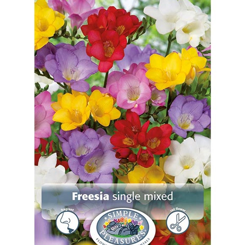 Freesia Mixed Single Colors
