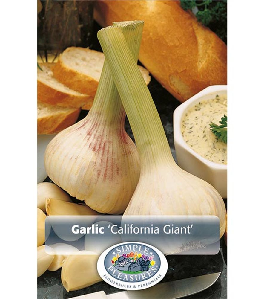 Garlic California Giant