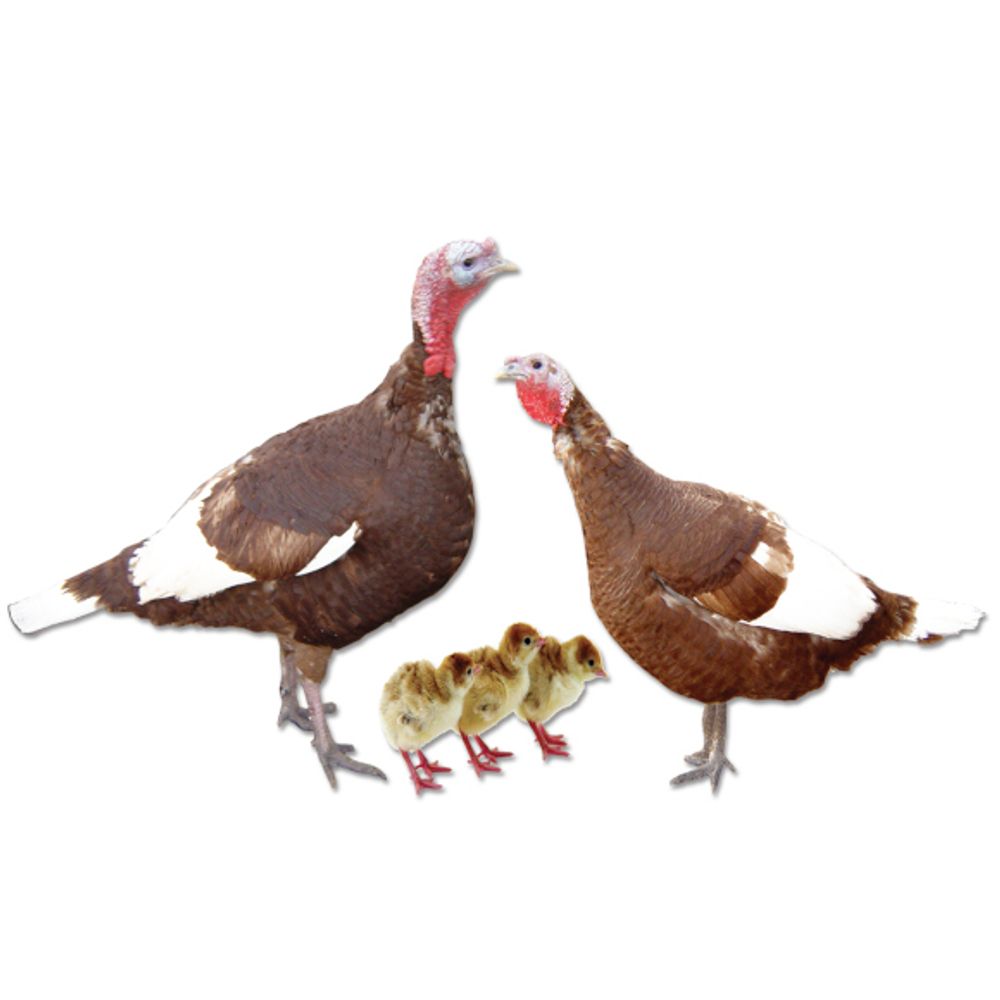 Bourbon Red Turkey Straight Run