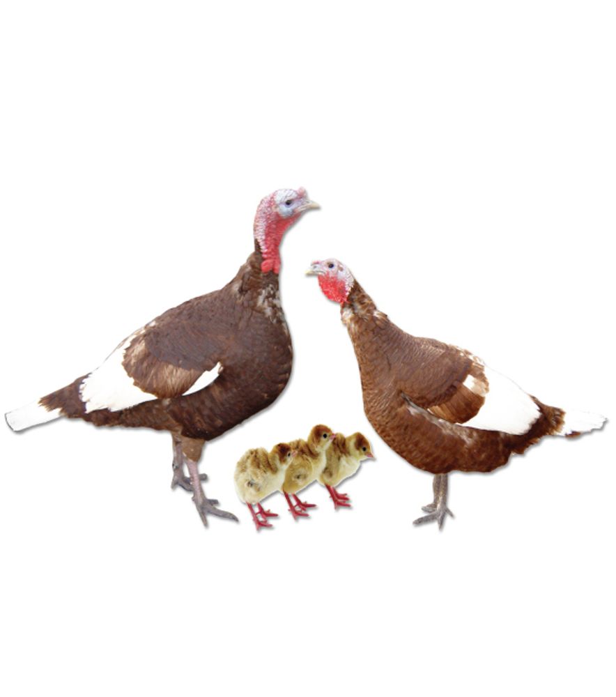 Bourbon Red Turkey Straight Run