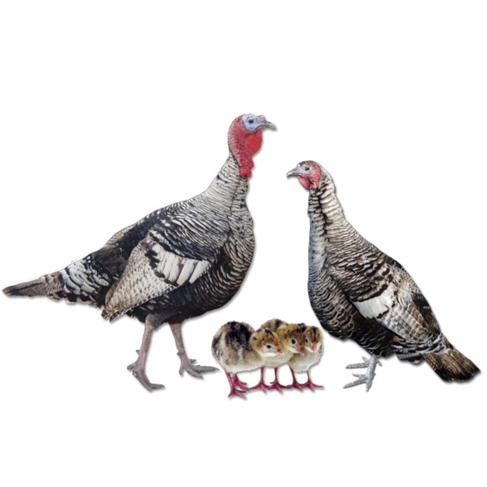 Narragansett Turkey Straight Run