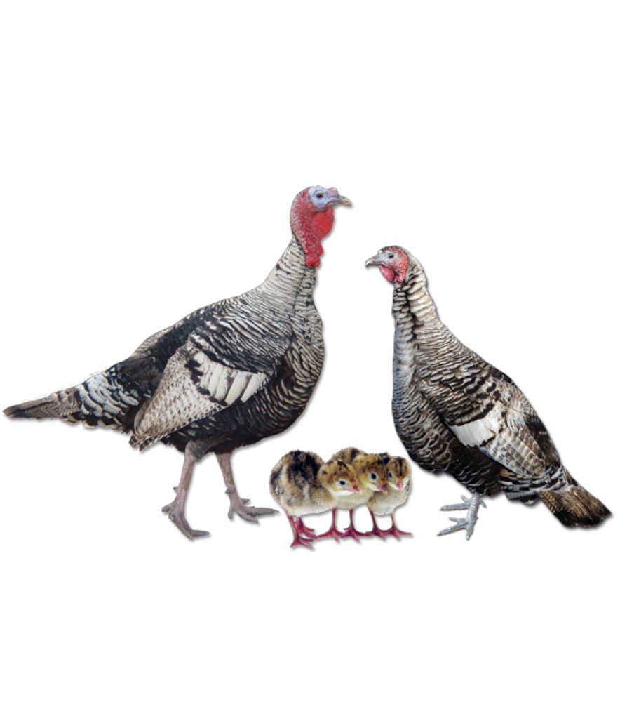 Narragansett Turkey Straight Run