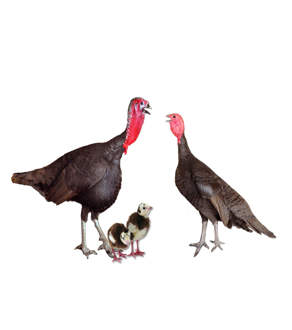 Shop Turkeys | Wilco
