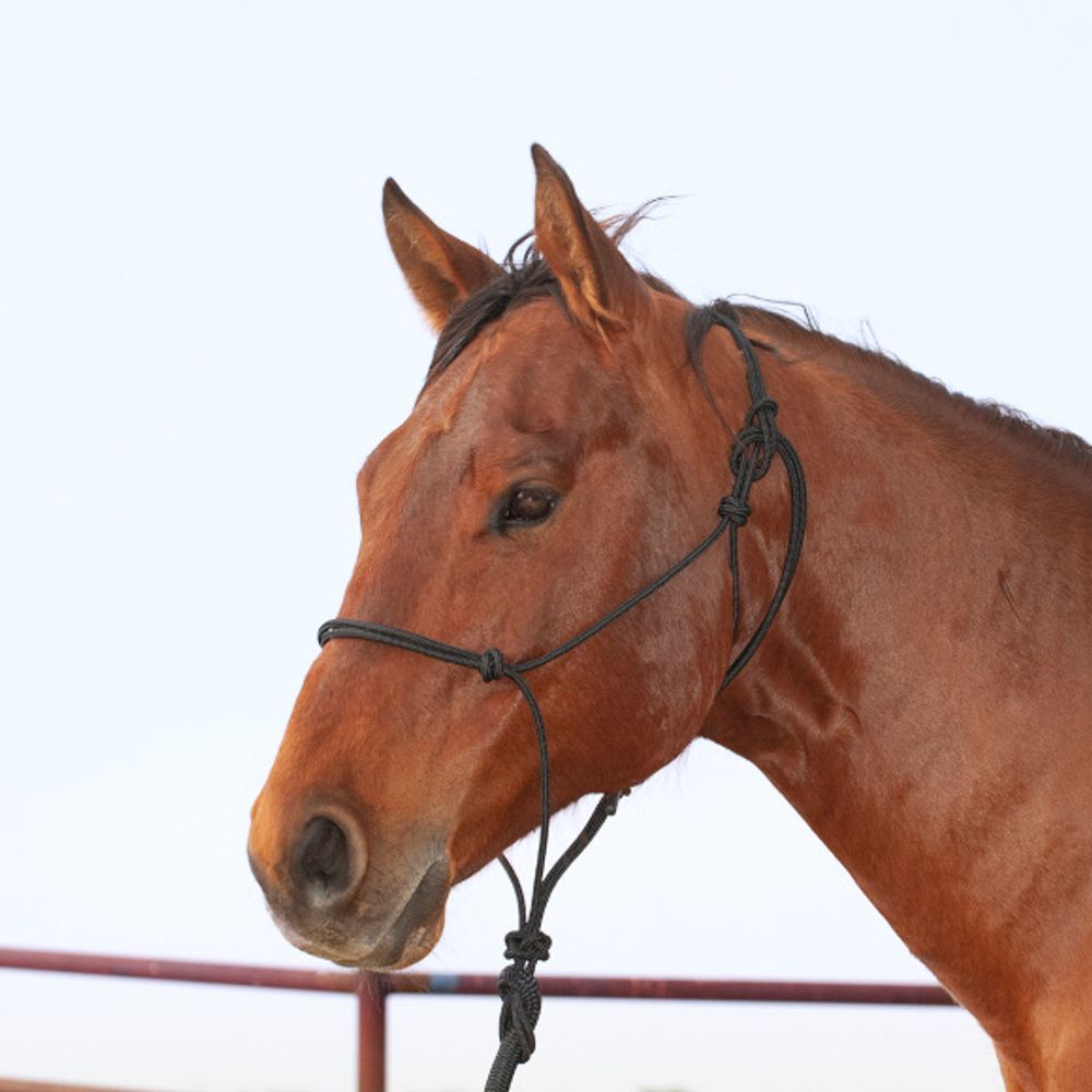 Classic Equine, Premium Rope Halter and Lead Rope