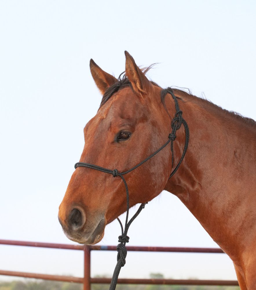 Classic Equine, Premium Rope Halter and Lead Rope
