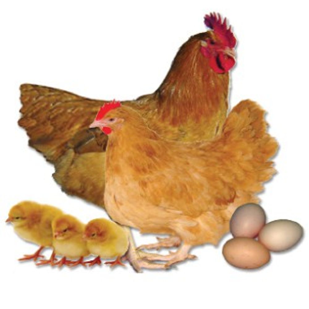 Buff Orpington  Pullet