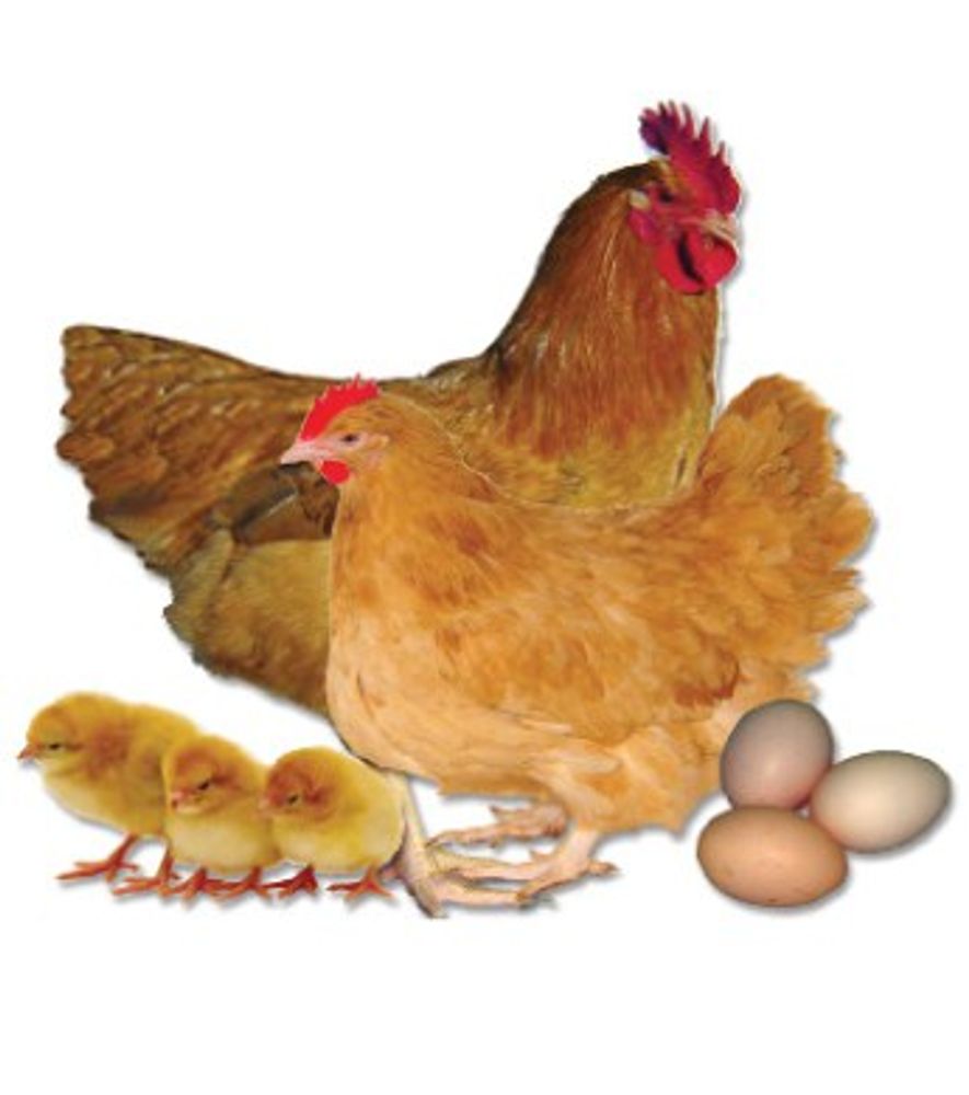 Buff Orpington Pullet