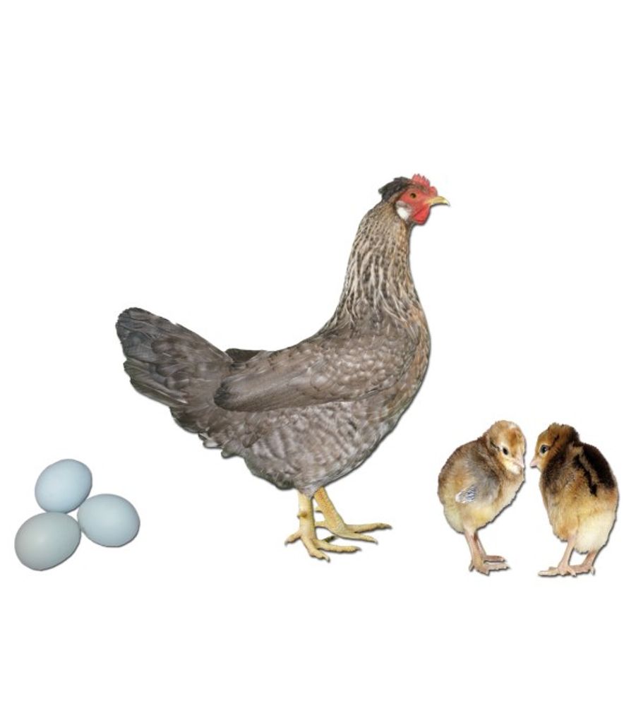 Cream Legbar Pullet