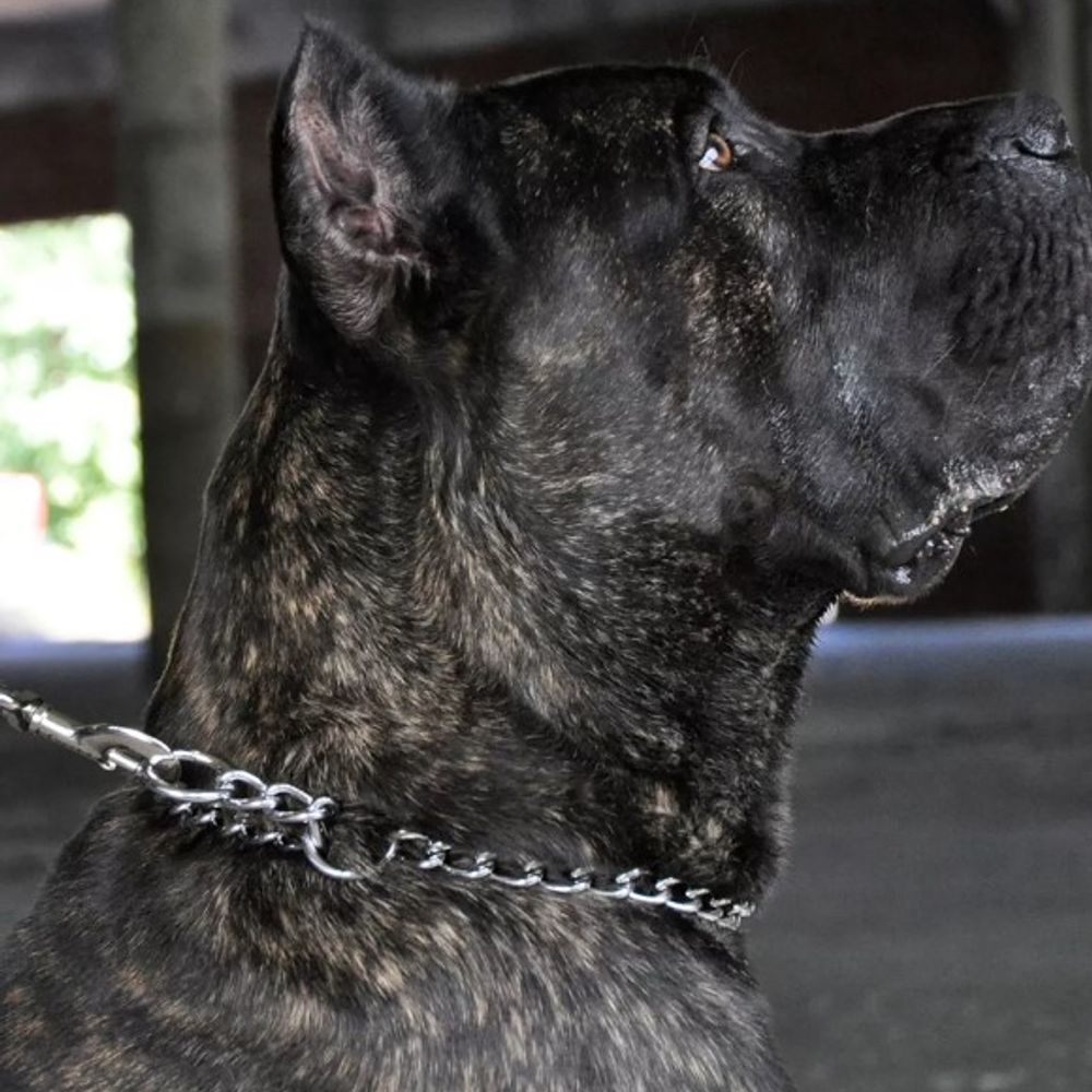 Titan, Fine Chain Training Dog Collar, 2.0mm