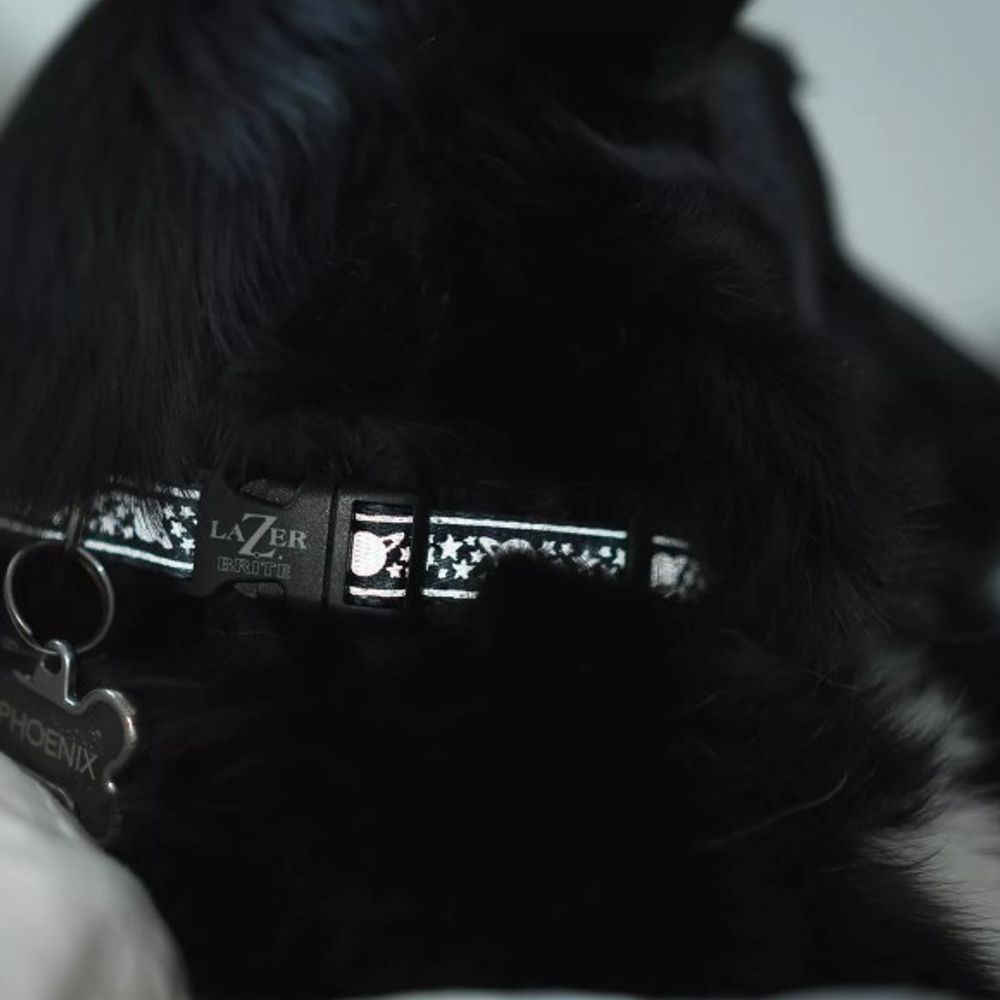 Coastal Pet Products, LazerBrite Galaxy Patterned Dog Collar