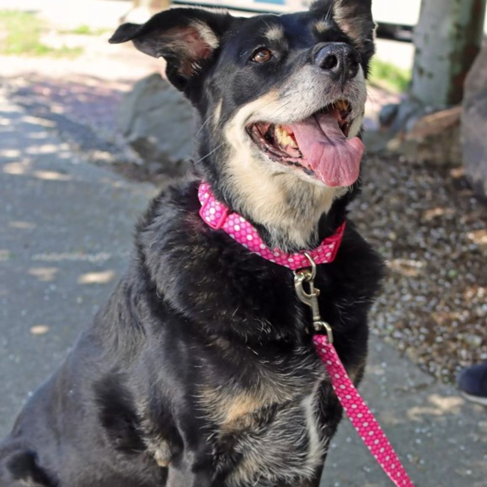 Coastal Pet Products, Styles Pink Dots Adjustable Dog Collar 