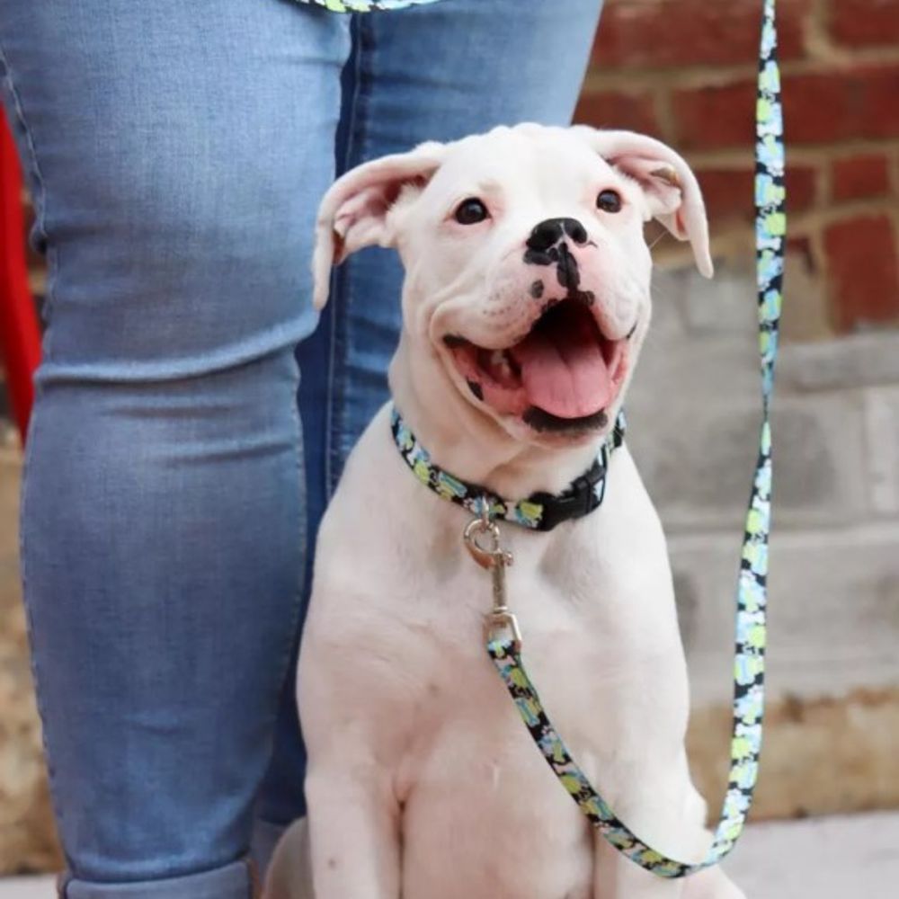 Coastal Pet Products, Morris Animal Foundation Styles Adjustable Dog Collar