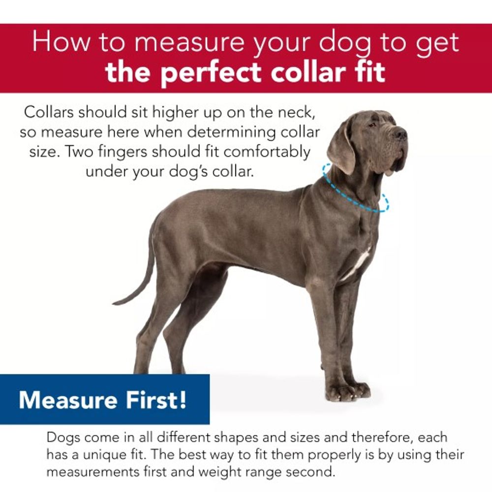 Coastal Pet Products, Sunset Palms Adjustable Dog Collar