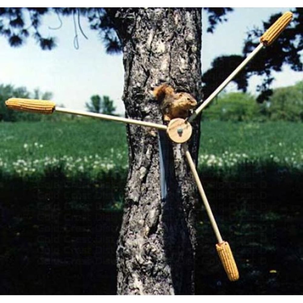 Gold Crest, Squirrel A Whirl 