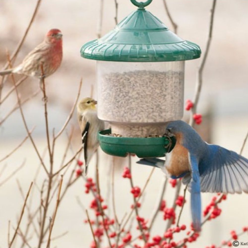 Gold Crest, Green Clingers Only Bird Feeder